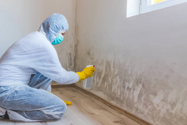 Professional mold removal team in Simpson